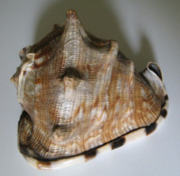 Cassis tuberosa (Linnaeus, 1758)